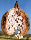 baobab7