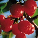 sour cherries w